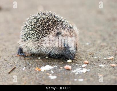 juveniler Igel Essen Vogelfutter Stockfoto