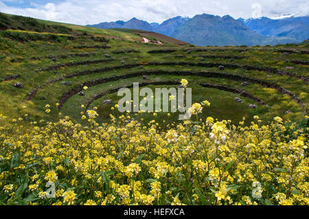 Archäologische Stätte von Moray im Heiligen Tal in der Nähe von Cuzco. Moray - ist der Name von den Inka-Ruinen in der Nähe der Stadt Maras, Peru, die sechs Hundre sitzt Stockfoto