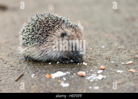 juveniler Igel Essen Vogelfutter Stockfoto