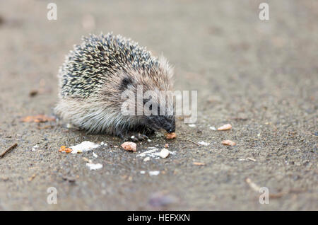 juveniler Igel Essen Vogelfutter Stockfoto