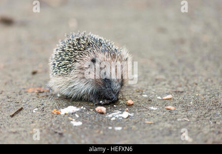 juveniler Igel Essen Vogelfutter Stockfoto