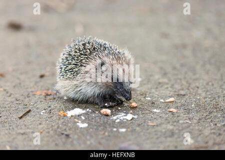 juveniler Igel Essen Vogelfutter Stockfoto