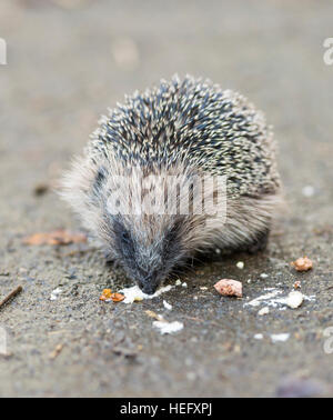 juveniler Igel Essen Vogelfutter Stockfoto