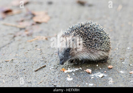 juveniler Igel Essen Vogelfutter Stockfoto