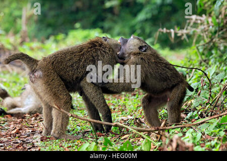 Juvenile Olive Paviane (Papio Anubis) kämpfen. Bigodi schwammen, Uganda Stockfoto