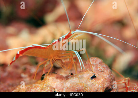 Stinktier Putzergarnelen (Lysmata Amboinensis, aka Scarlet Putzergarnelen, nördlichen Putzergarnelen, Pacific Putzergarnelen). Padang Bai, Bali, Indonesien Stockfoto