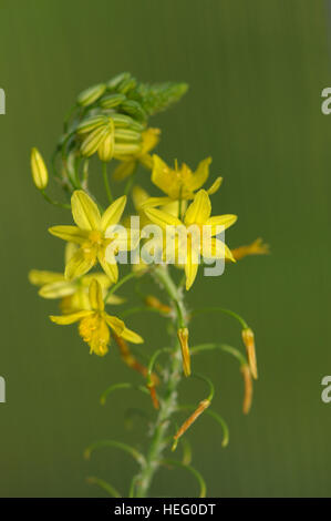 Bulbine Frutescens Blütenstand Stockfoto