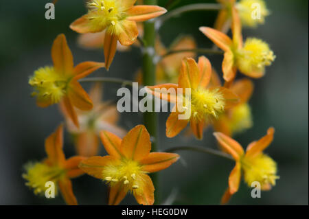 Bulbine Frutescens Blütenstand Stockfoto