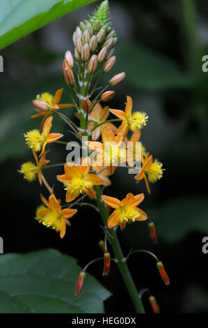 Bulbine Frutescens Blütenstand Stockfoto
