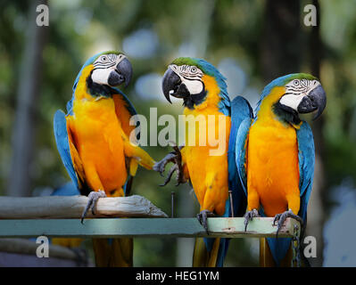 Spaß Foto mit großen schönen Ara Papageien Stockfoto