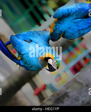 Spaß Foto mit großen schönen Ara Papageien Stockfoto