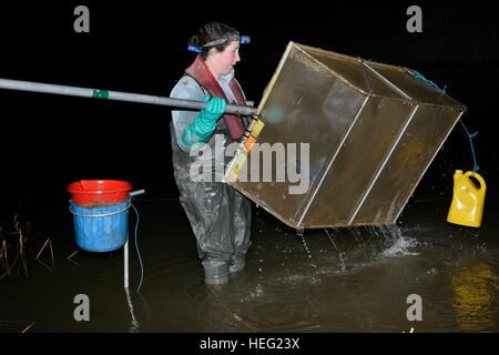 Anna Carey überprüfen ihr junger europäischer Aal (Anguilla Anguilla) Glasaale oder Glasaale zu fangen, wie sie in der Nacht, Somerset UK Fische Stockfoto