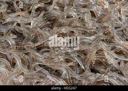 Glasaale, junge europäische Aal (Anguilla Anguilla) Glasaale verpackt für Wiedereinführung Projekte in Europa, Gloucester, Großbritannien Stockfoto