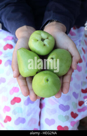 Halten Syzgium Samarangense oder bekannt als Wachs Jambu in der hand Stockfoto