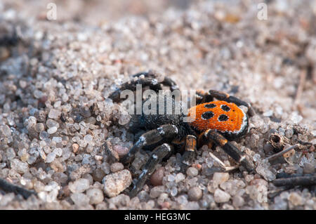 Marienkäfer-Spinne (Eresus Kollari) im Kies, Brandenburg, Deutschland Stockfoto