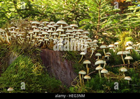 Stockschwämmchen (Kuehneromyces Stockschwämmchen) ummantelt (Picea Abies) auf Fichte stumpf, Allgäu, Bayern, Deutschland Stockfoto