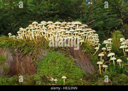 Stockschwämmchen (Kuehneromyces Stockschwämmchen) ummantelt (Picea Abies) auf Fichte stumpf, Allgäu, Bayern, Deutschland Stockfoto