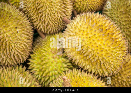 Durian Frucht (Durio Zibethinus) auf dem Markt, stinkenden Früchten, Kandy, Sri Lanka Stockfoto