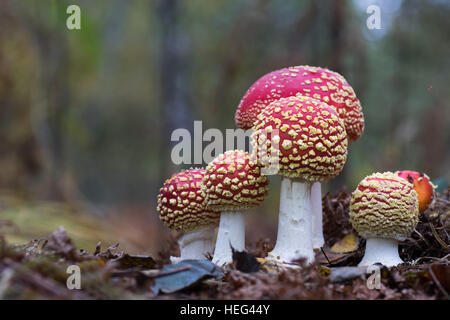 Fliegenpilz oder Fly Amanita (Amanita Muscaria), Fraktion, Hessen, Deutschland Stockfoto