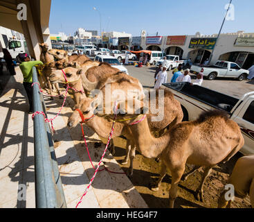 Arabischen Kamele sind Dromedare (Camelus Dromedarius) gebunden, Geländer, Vieh und Kamelmarkt, Sinaw, Oman Stockfoto