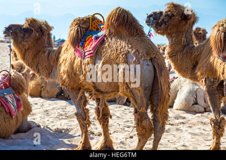 Kamele warten auf Touristen im Sand Lake, Shizuishan, Ningxia, China Stockfoto