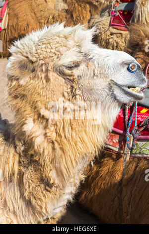 Sand, See Kamele, Shizuishan, Ningxia, China Stockfoto