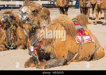 Sand, See Kamele, Shizuishan, Ningxia, China Stockfoto