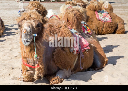 Sand, See Kamele, Shizuishan, Ningxia, China Stockfoto