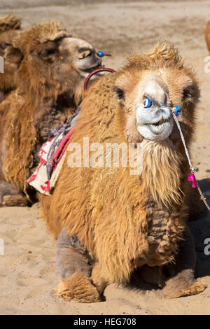 Sand, See Kamele, Shizuishan, Ningxia, China Stockfoto