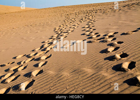 Spuren in den Dünen am Sand Lake, Shizuishan, Ningxia, China Stockfoto