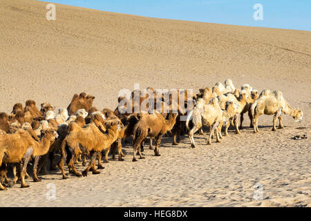 Herde von Kamelen, Sand Lake, Shizuishan, Ningxia, China Stockfoto