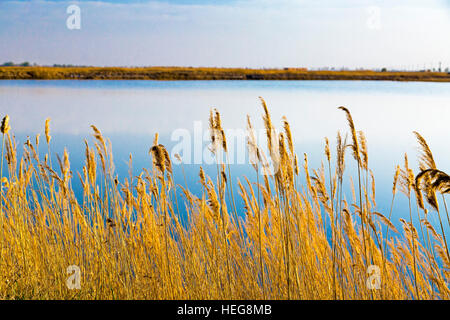 Feuchtgebiete am Sand Lake, Shizuishan, Ningxia, China Stockfoto