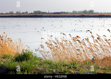 Feuchtgebiete am Sand Lake, Shizuishan, Ningxia, China Stockfoto