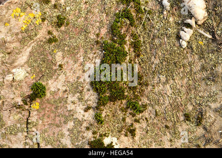 Moos und Flechten auf der Rinde. Alten Baumstumpf verrotten und dient daher als Stromversorgung für neue Organismen. Stockfoto