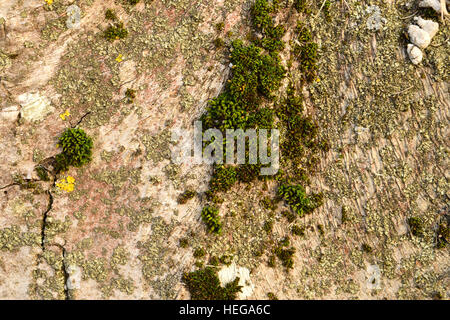 Moos und Flechten auf der Rinde. Alten Baumstumpf verrotten und dient daher als Stromversorgung für neue Organismen. Stockfoto