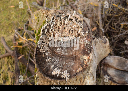 Platte Pilze auf einem Baumstumpf. Pilze ernähren sich von zerfallenden Holz. Stockfoto