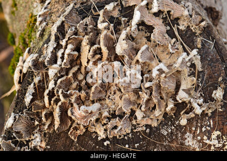 Platte Pilze auf einem Baumstumpf. Pilze ernähren sich von zerfallenden Holz. Stockfoto