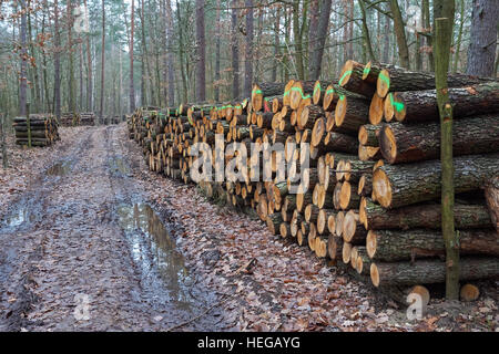 Kiefer-Protokolle gestapelt im Wald Stockfoto