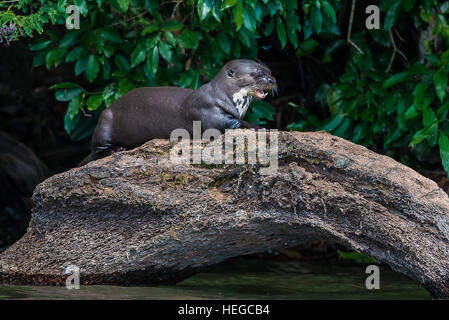 Riesenotter stehend auf Log in den peruanischen Amazonas-Dschungel bei Madre De Dios, Peru Stockfoto