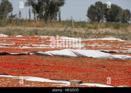 Goji Beeren trocknen in der Sonne, Provinz Xinjiang, China Stockfoto