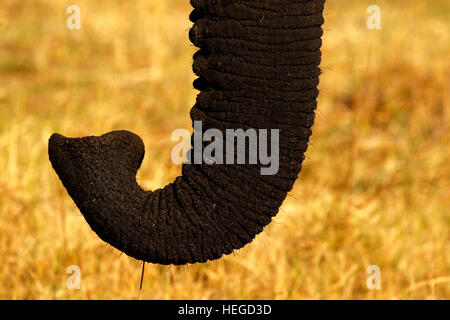 Wild African Elephant Trunk hautnah auf den riesigen offenen Grasebenen Afrikas Stockfoto