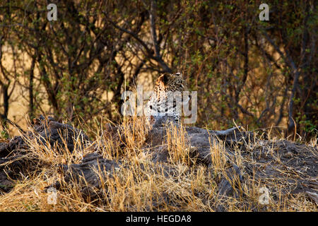 Leopardenmutter & ihr erwachsenen männlichen Sub-junges haben Impala töten in der Nähe in der Struktur, die sie ernähren, während auf einer mobilen Safari zu sehen Stockfoto