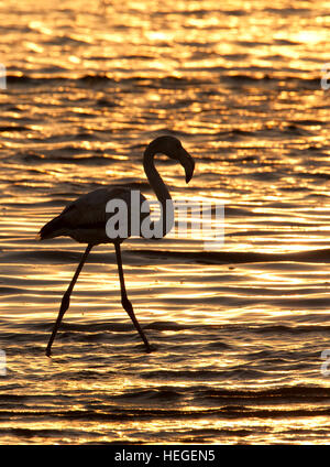 Ein Rosaflamingo (Phoenicopterus Ruber) in der Welvis Bucht an der Küste von Namibia Stockfoto