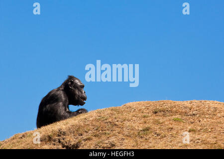 Europa, Deutschland, Ruhrgebiet, Gelsenkirchen, Zoo, Zoom Erlebniswelt, Schimpansen. Stockfoto