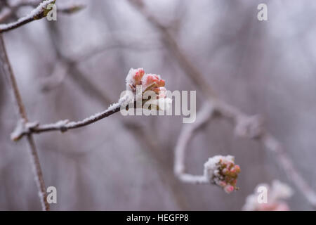 Nahaufnahme von Blumen auf Baum nach Schneefall Stockfoto