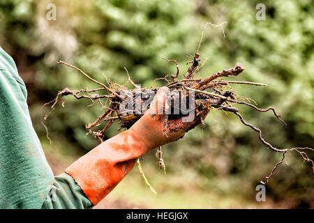 Angeberei zog Wurzeln Stockfoto