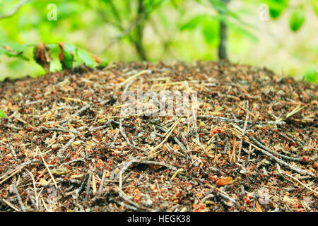 Stürmischen Leben in den großen Ameisenhaufen im Wald Stockfoto