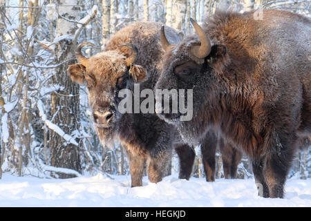 Zwei europäische Bisons (Wisent, Bison Bonasus) im Winterwald. Nationalpark Ugra, Region Kaluga, Russland. Dezember 2016 Stockfoto