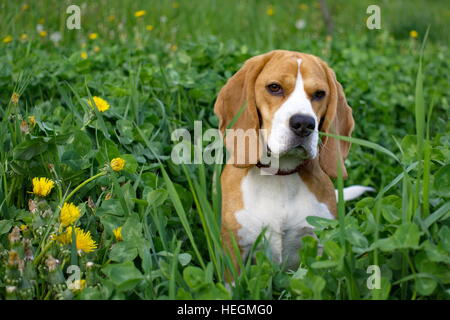 Beagle Hund im Feld Stockfoto