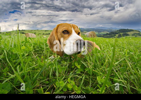 Beagle Hund im Feld Stockfoto